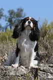 CAVALIER KING CHARLES 074